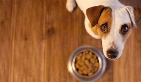 狗狗食欲不好是什么原因,改善狗狗食欲的药是什么