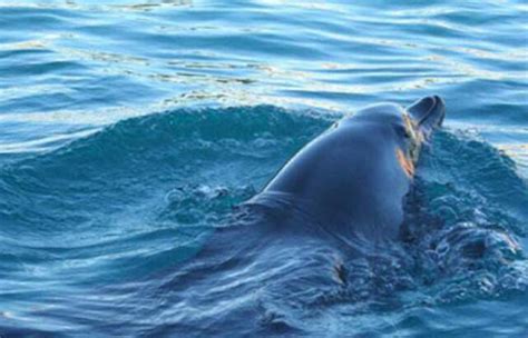 海豚为什么不攻击人类,为什么海豹不攻击人类
