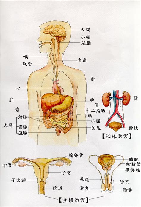 女性人体全体器官结构解剖