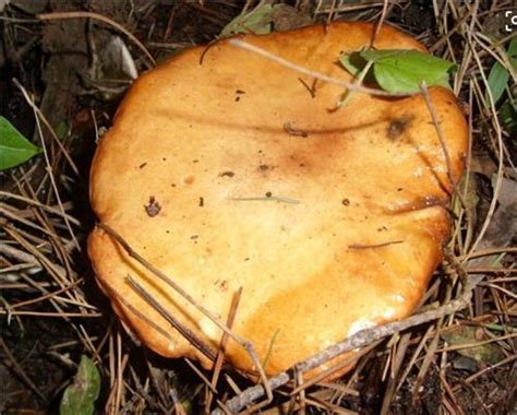 松茸菇是菌菇吗,青藏高原的松茸