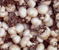 松茸菌菇功效 作用 是时候吃松茸了