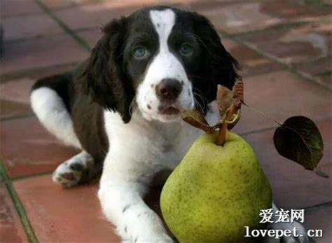 狗狗一天吃多少水果,狗狗不能吃什么水果
