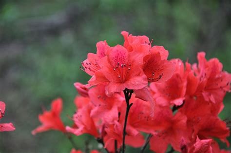 杜鹃花什么时间换盆好,用什么土,谢谢