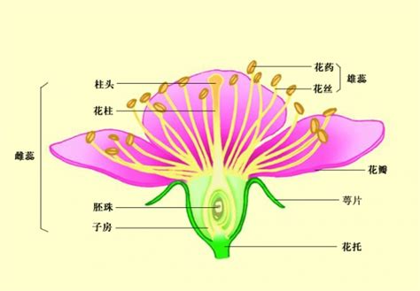 各种花的名字