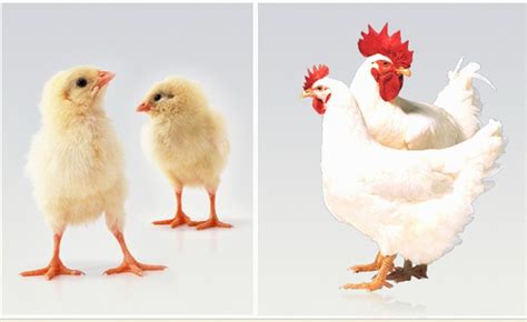 鸡一般养多长时间就能长大