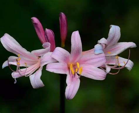 石蒜是什莫花卉？