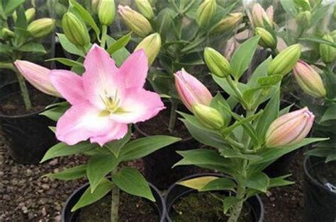 香水百合花開了以后怎樣辦