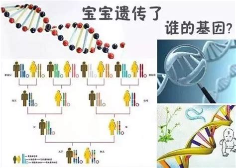 智力受遗传的影响有多大