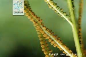 紫萁(Royal Fern)的花语是什么,有什么含义?