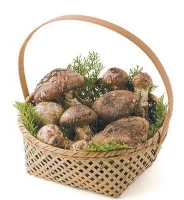 松树伞蘑菇与松茸有什么区别,松茸韩语