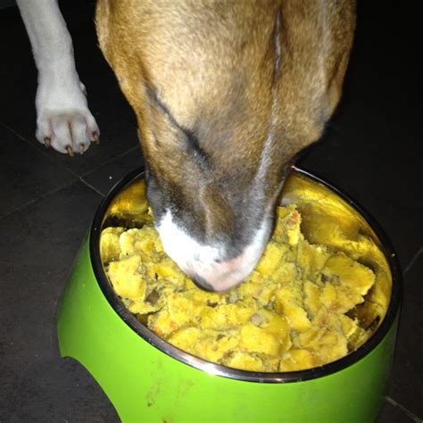 你是怎么给狗狗自制狗粮的,用玉米面怎么做狗粮