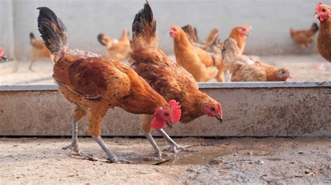 最科学有效的养鸡方法是什么