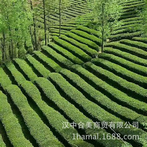 绿茶发源于什么年代,抹茶起源于南北朝
