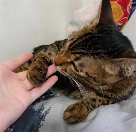 猫咪不让你碰猫爪子,为什么猫咪不让摸爪子