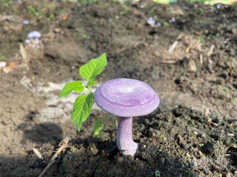 大球盖菇种植技术 松茸蘑种植技术