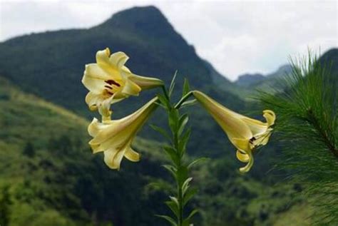 养在花盆里带土的百合花开完花后怎么处理才能够再开花