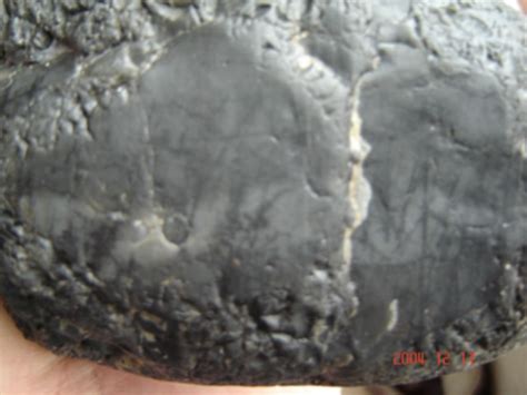 河里石头化石鉴定