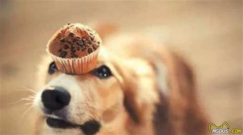 为什么狗不能吃巧克力,狗吃巧克力吃多少会死