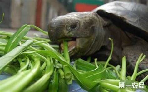 糖尿病吃什么好,种龟吃什么菜