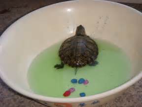养巴西龟放多少水,巴西龟吃食要放多少水
