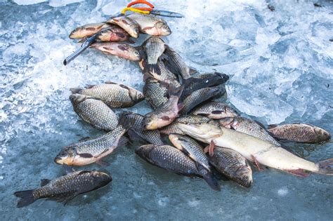 你吃过最凶猛的鱼吗？新疆这种鱼生性凶猛，不过味道却是鲜美无比