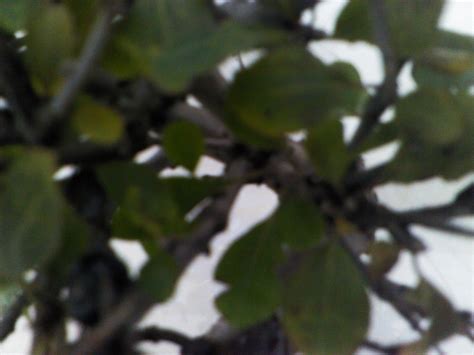 什么是麻梨疙瘩,麻梨疙瘩是李子树吗
