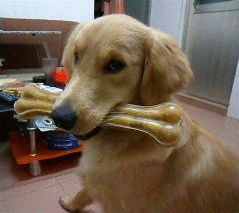 为什么狗狗都爱啃骨头,狗狗为什么可以吃生鸡骨头