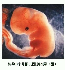 怀孕俩月胎儿多大图片