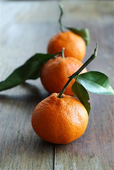 盆栽桔子树冬天怎么养,橘子冬天怎么保存