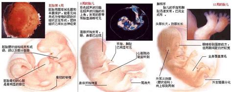 怀孕双胞胎1到50周的肚子变化