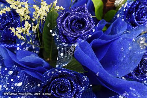 蓝色妖姬可以和什么花搭配成花束送人,有什么意思