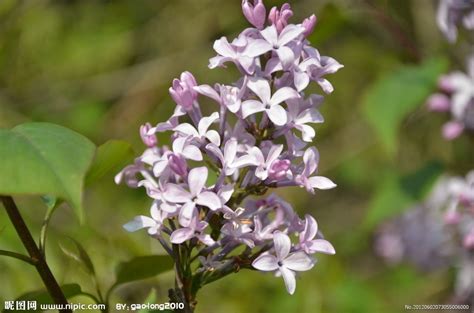 阅读欢乐岛. 紫丁香 五月的花园里,飘荡着紫丁香浓烈的香味.小蜜蜂深深地吸了一口气,