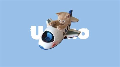 上飞机带猫需要什么,飞机带猫需要什么东西