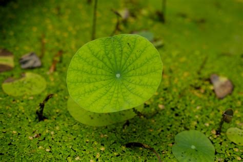 各位养殖虾蟹的朋友,请教一下浮萍对虾蟹有没有影响