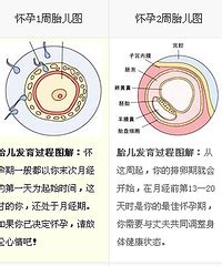 怀孕三个月胎儿图解大全