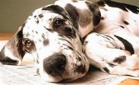 狗的肛門腺為什么會臭,狗會為什么會肛門發炎