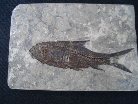 八米鱼龙化石图片