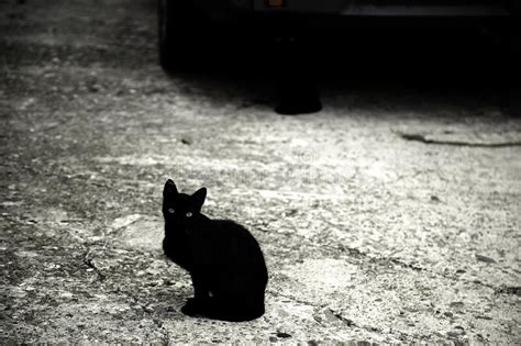 家里来流浪猫预示什么,黑色流浪猫预示什么