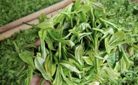 最贵的绿茶多少钱一斤,13000份天猫订单瓜分500斤新茶