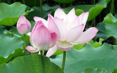 拍莲花的生活感悟句子