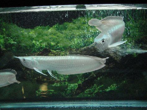 银龙鱼很难养吗,怎么样养银龙鱼