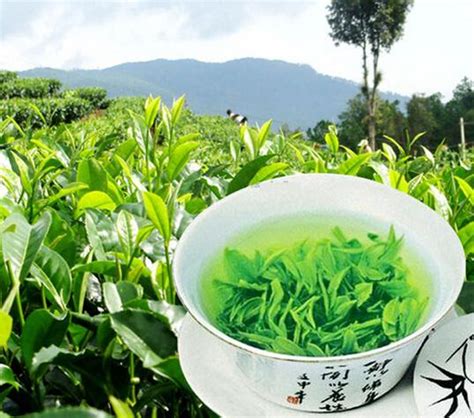 怎么挑 云雾茶,高山云雾出好茶