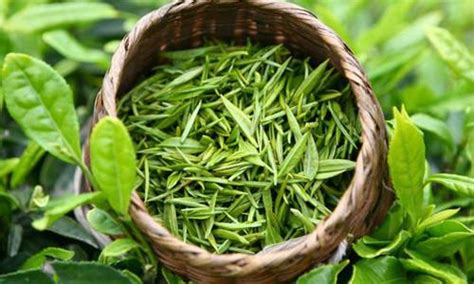 绿茶什么种类最好,什么种类绿茶养生效果好