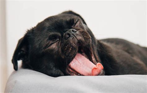 金毛犬缺钙会有什么表现,狗狗犬缺钙初期症状是什么