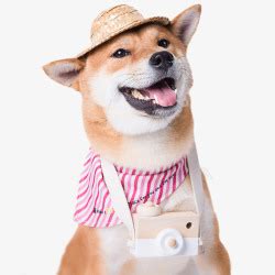 我的宠物-小狗作文500字（集锦9篇）