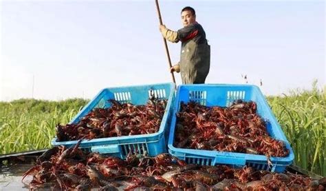 怎么養,澳洲龍蝦!