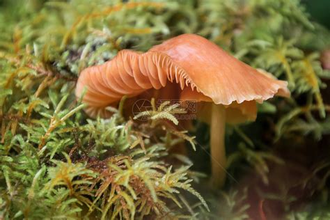 东北菌菇怎么做好吃,小鸡炖蘑菇怎么做最好吃