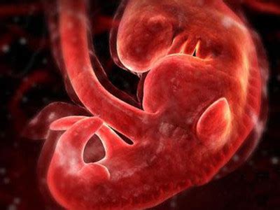 孕期胎儿发育图1到10个月
