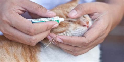 猫皮肤癣菌病怎么治疗,猫猫皮肤感染 擦什么药