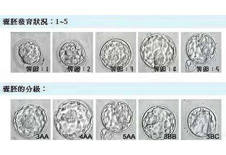 囊胚2个冻胚2个成功率高吗